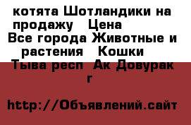 котята Шотландики на продажу › Цена ­ 5 000 - Все города Животные и растения » Кошки   . Тыва респ.,Ак-Довурак г.